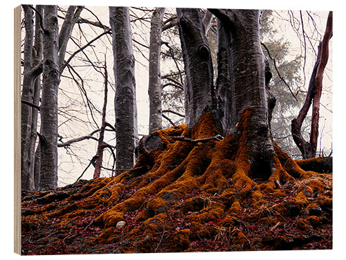 Stampa su legno Trees in the forest