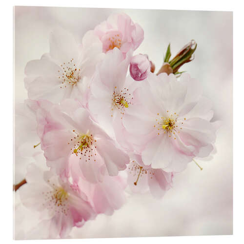 Cuadro de metacrilato Cherry blossom II