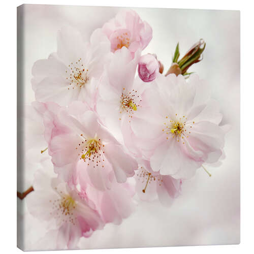 Stampa su tela Cherry blossom II