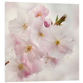 Foam board print Cherry blossom II