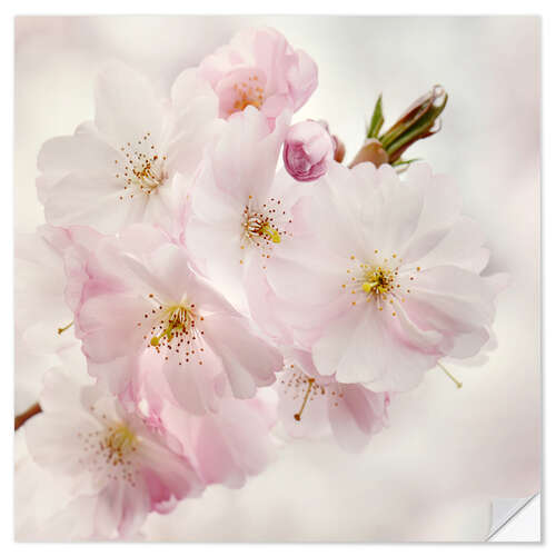 Selvklebende plakat Cherry blossom II