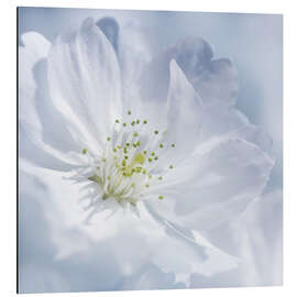 Magnettafel Kirschblüte Blau