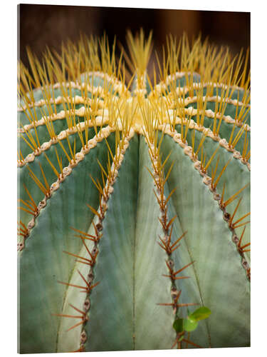 Stampa su vetro acrilico Large round cactus