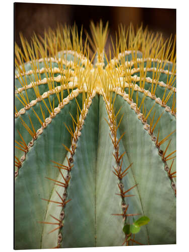 Alumiinitaulu Large round cactus