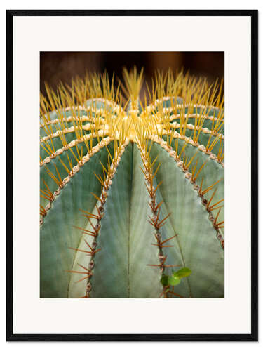 Innrammet kunsttrykk Large round cactus