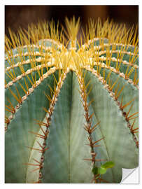 Vinilo para la pared Large round cactus