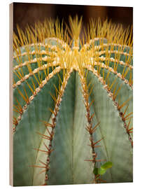 Wood print Large round cactus