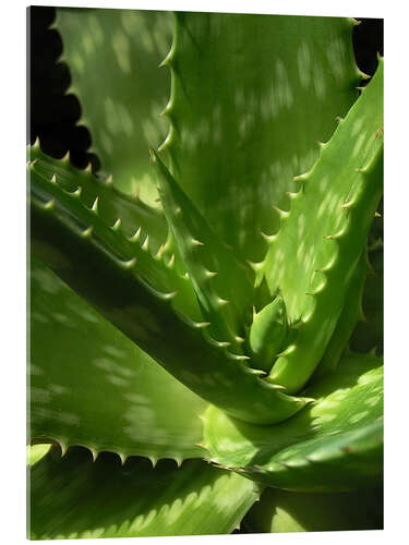 Akrylbillede An aloe up close