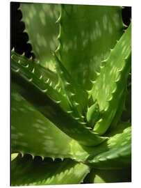 Aluminium print An aloe up close