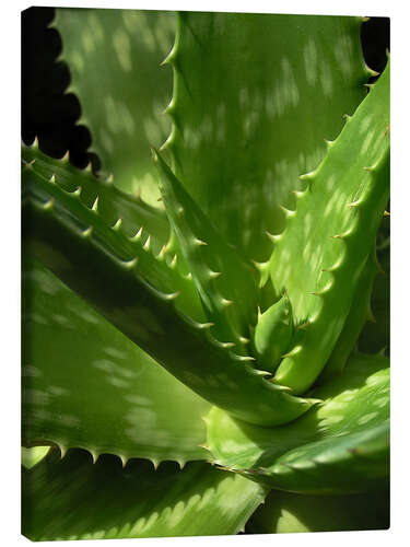 Canvas print An aloe up close