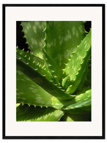 Gerahmter Kunstdruck Eine Aloe ganz nah