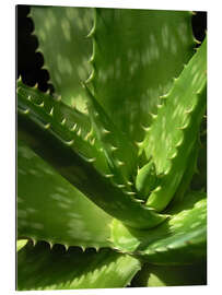 Quadro em plexi-alumínio An aloe up close