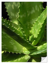 Selvklebende plakat An aloe up close