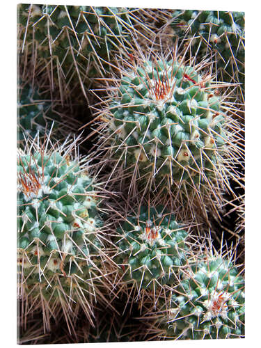 Acrylic print Prickly Lumps