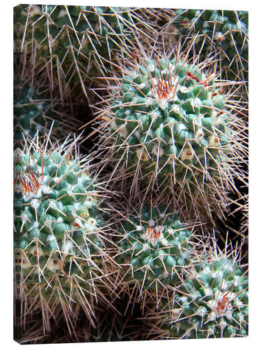 Canvas print Prickly Lumps