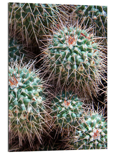 Gallery print Prickly Lumps