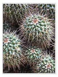Póster Prickly Lumps