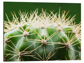 Aluminiumsbilde Cactus with thorns