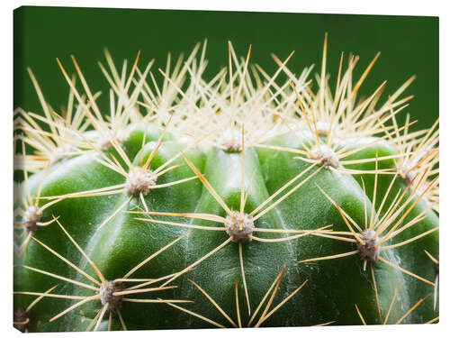 Canvas print Cactus with thorns