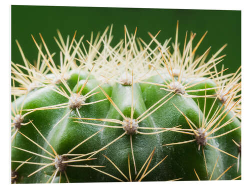 Foam board print Cactus with thorns