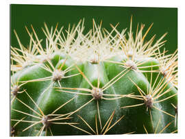 Gallery print Cactus with thorns