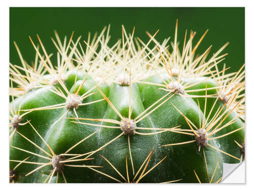 Muursticker Cactus with thorns