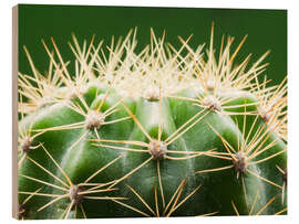 Puutaulu Cactus with thorns