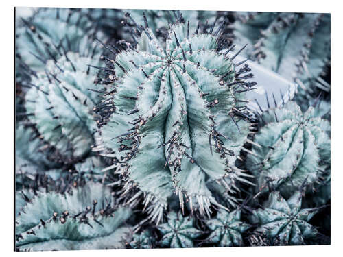 Aluminium print Corrugated cacti