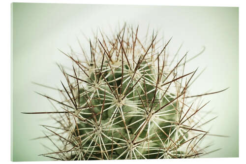 Stampa su vetro acrilico Small cactus, long spikes