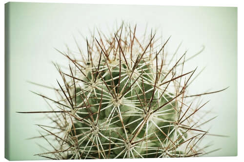Lienzo Small cactus, long spikes