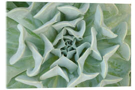 Akryylilasitaulu Gray-green succulent plant