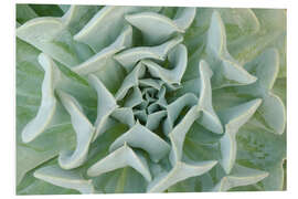 Foam board print Gray-green succulent plant