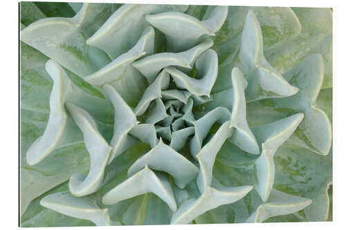 Galleriprint Gray-green succulent plant