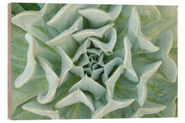 Wood print Gray-green succulent plant