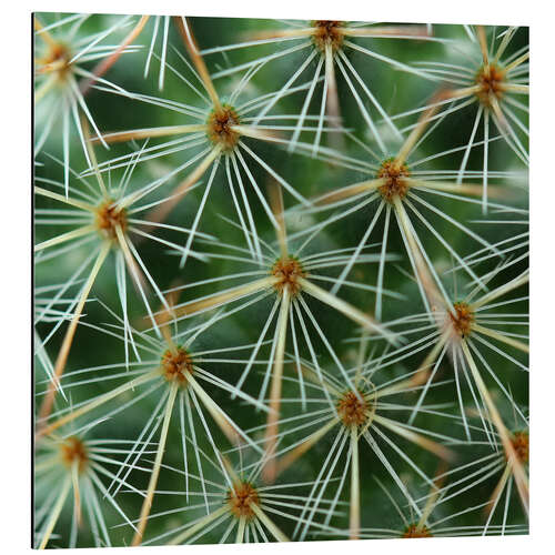 Stampa su alluminio cactus pattern