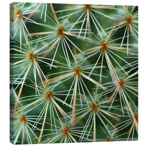 Quadro em tela cactus pattern