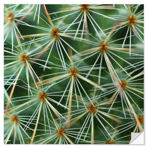 Autocolante decorativo cactus pattern