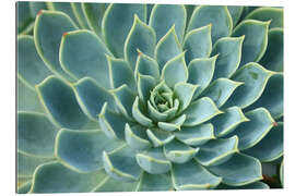 Gallery print Magnificent succulent