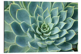 Magnettafel Prächtige Sukkulente