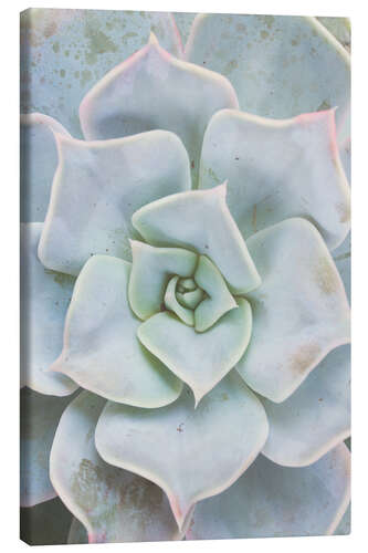 Canvas print Pale green succulent plant