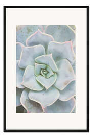 Gerahmter Kunstdruck Blassgrüne Sukkulente