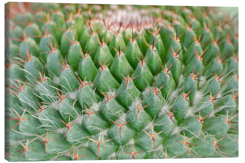 Canvastavla cactus pattern