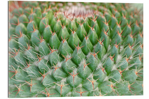 Galleriprint cactus pattern