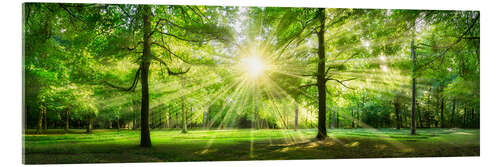 Akrylbilde Green Forest Panorama in sunlight