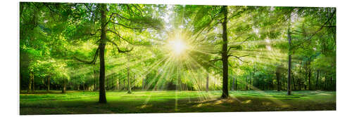 Foam board print Green Forest Panorama in sunlight