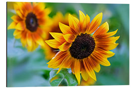 Aluminium print sunflower 