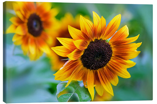 Canvas print sunflower 