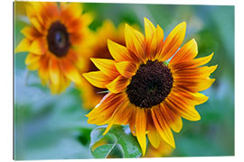 Gallery print sunflower 