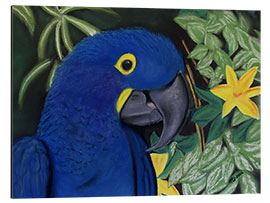 Tableau en aluminium Hyacinth Macaw Portrait