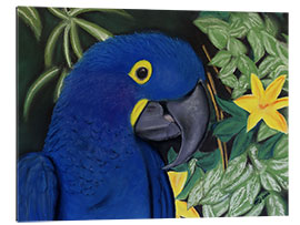 Galleriataulu Hyacinth Macaw Portrait